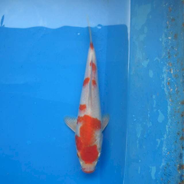 Kohaku Ori F1