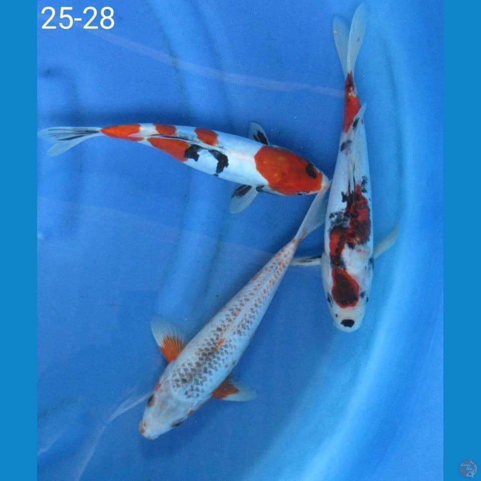 Paket mix 3 25-28cm