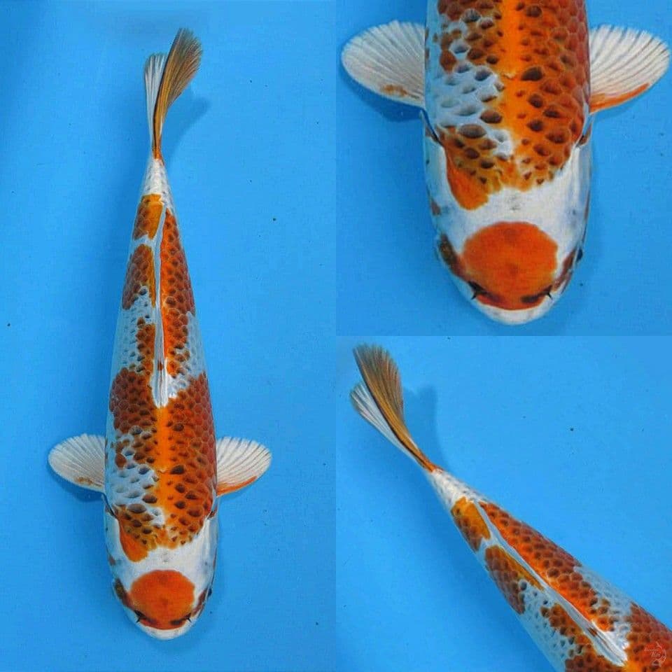 Matuten kujaku 35cm