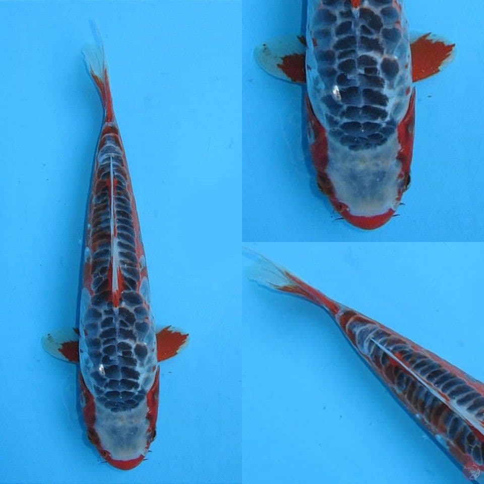 Shusui Strong 27cm