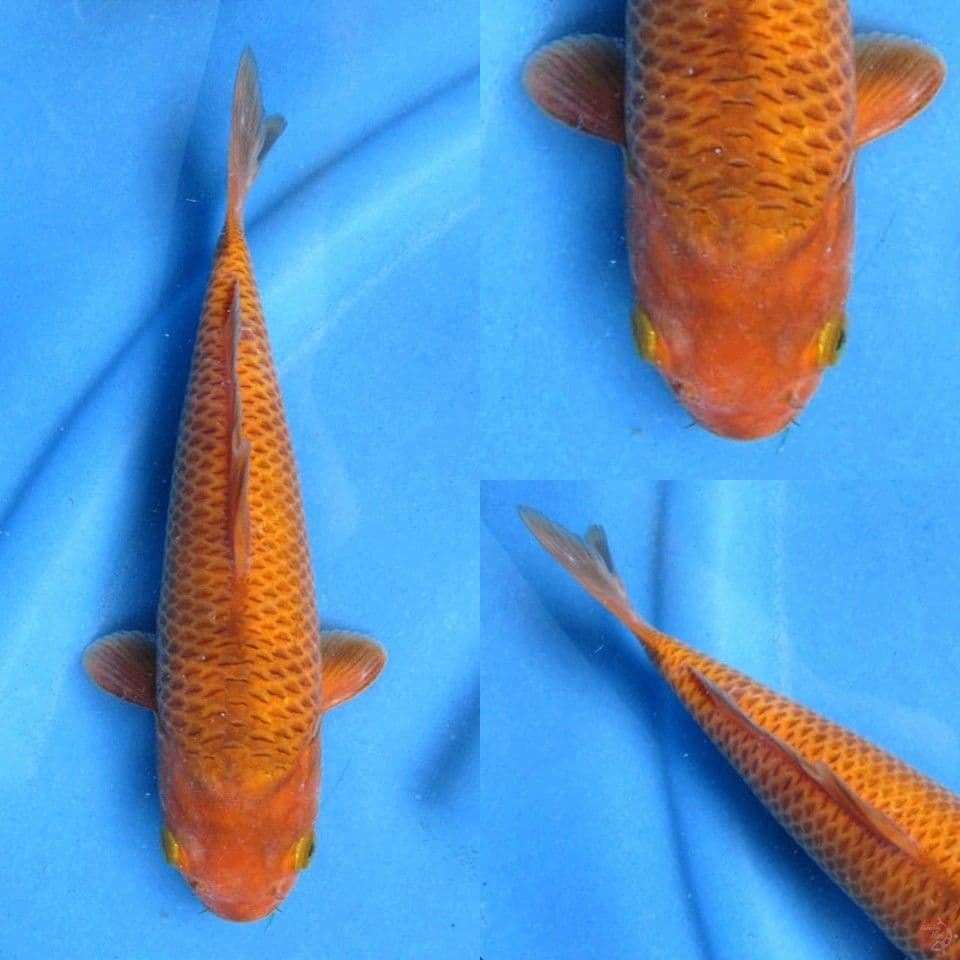 Caramel 25cm