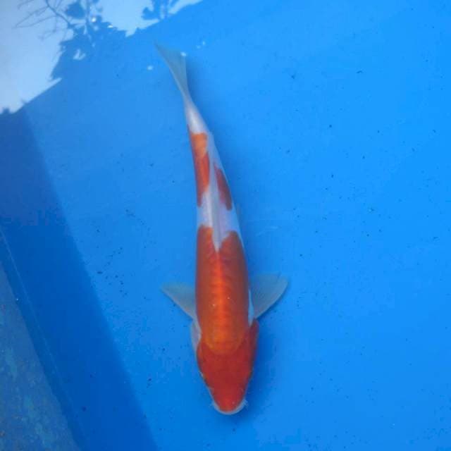 Kohaku Doitsu ori F1