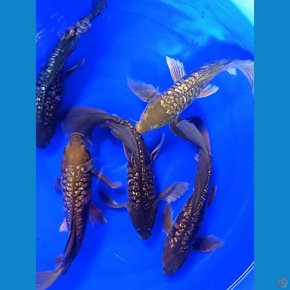5 BUTTERFLY ginrin 35cm