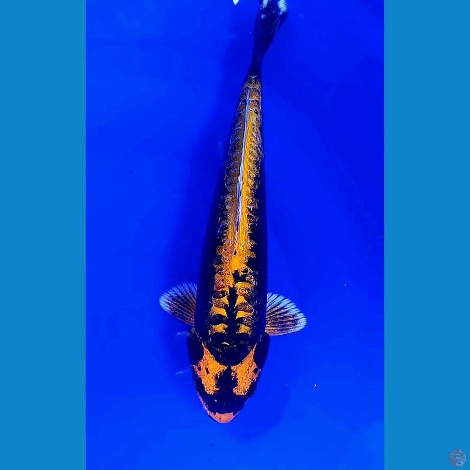 33cm KABUTO MUNUK