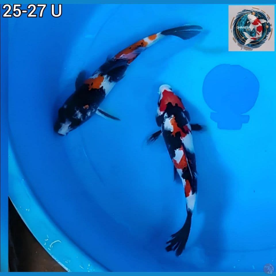 Paket Showa Original 2 Ekor 25-27cm