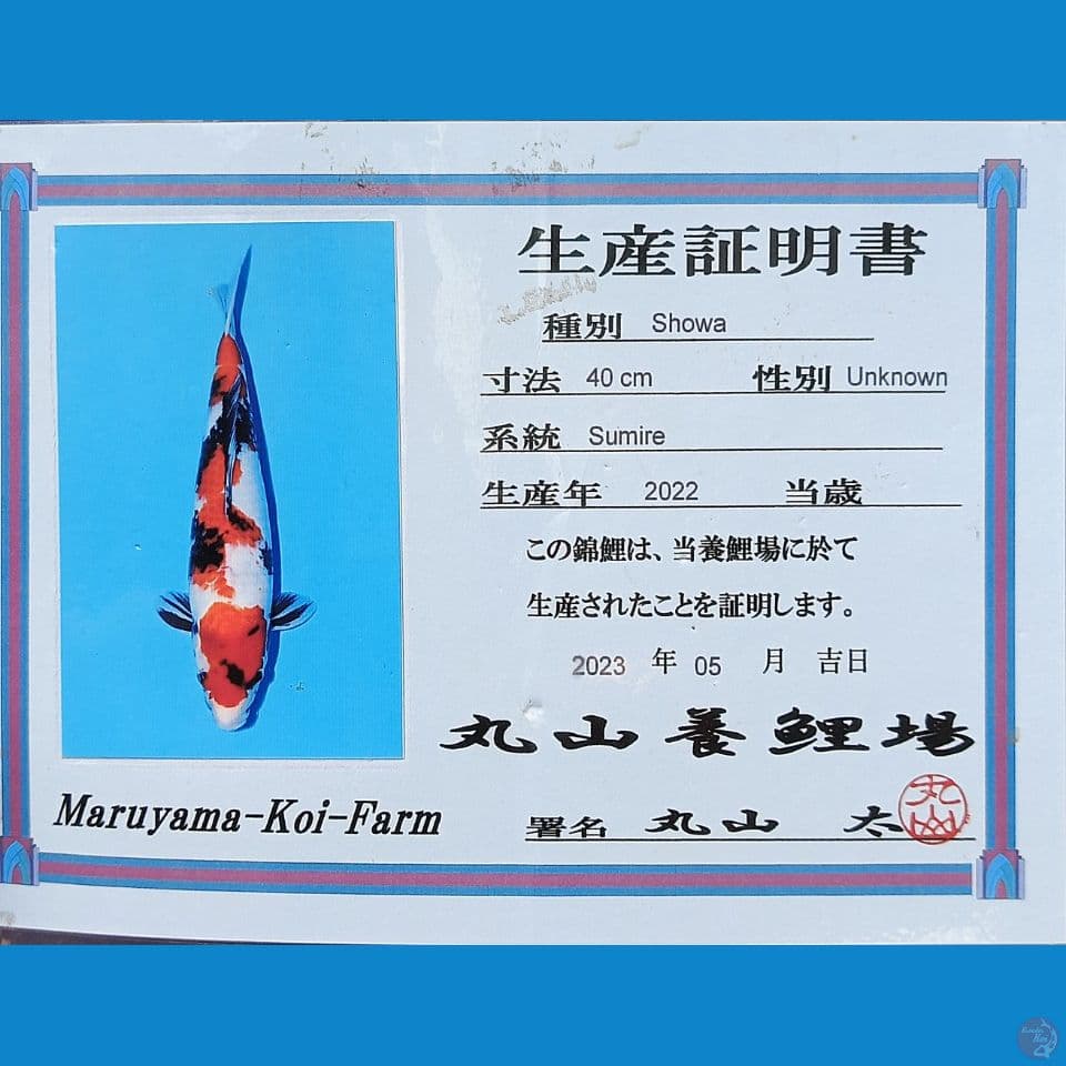 Showa ginrin 55cm showa kindai 65bu ????????