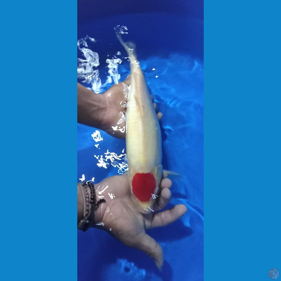 tancho kohaku ori 35cm male