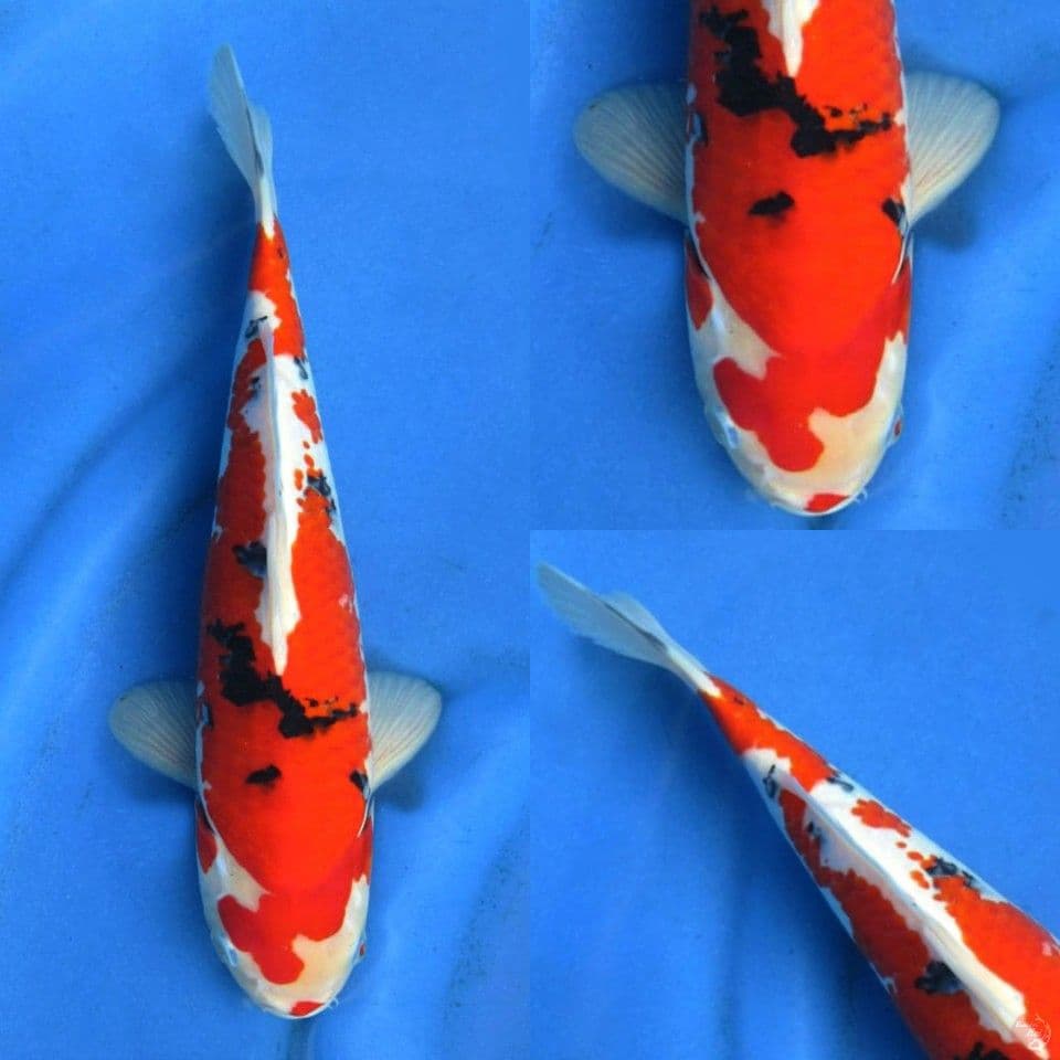 Red Sanke 32cm