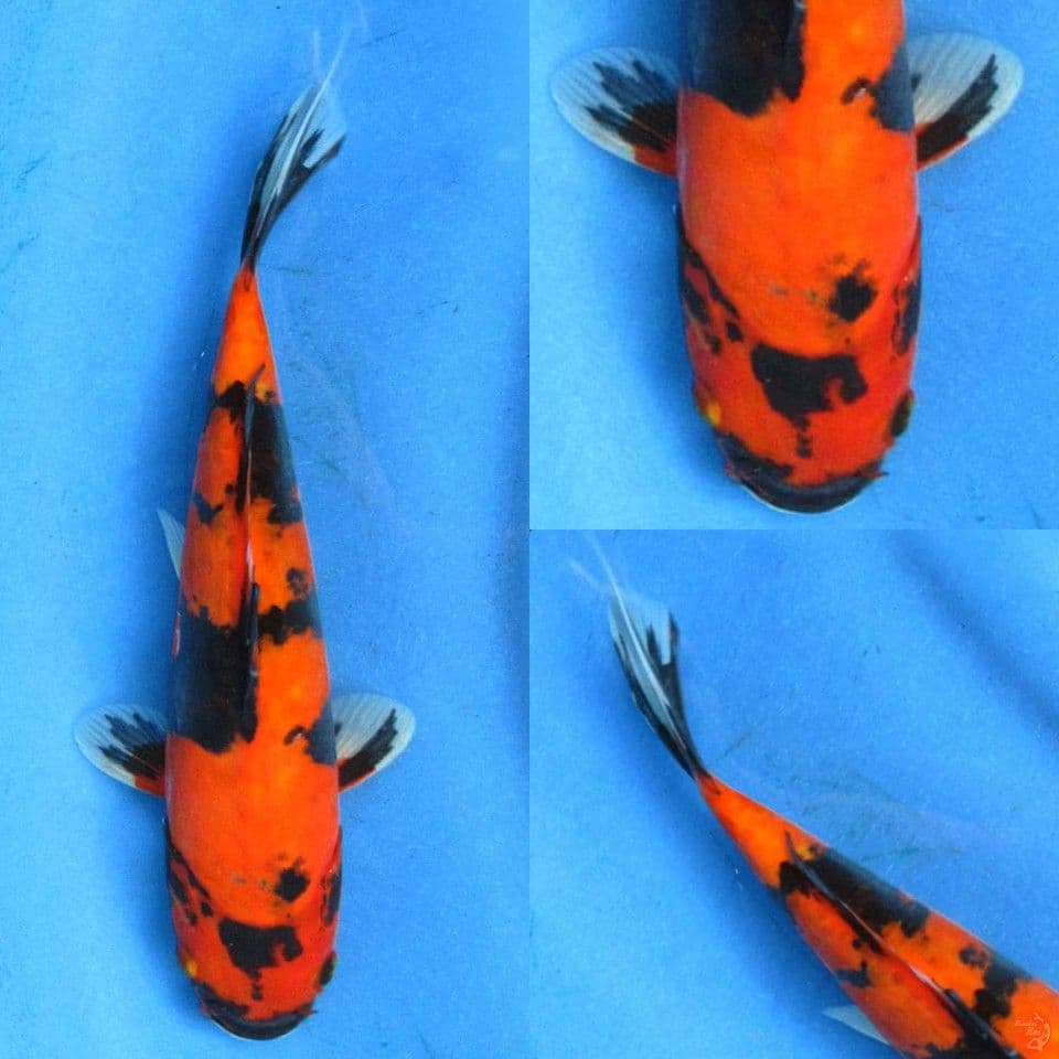 Hi showa doitsu murni 28cm