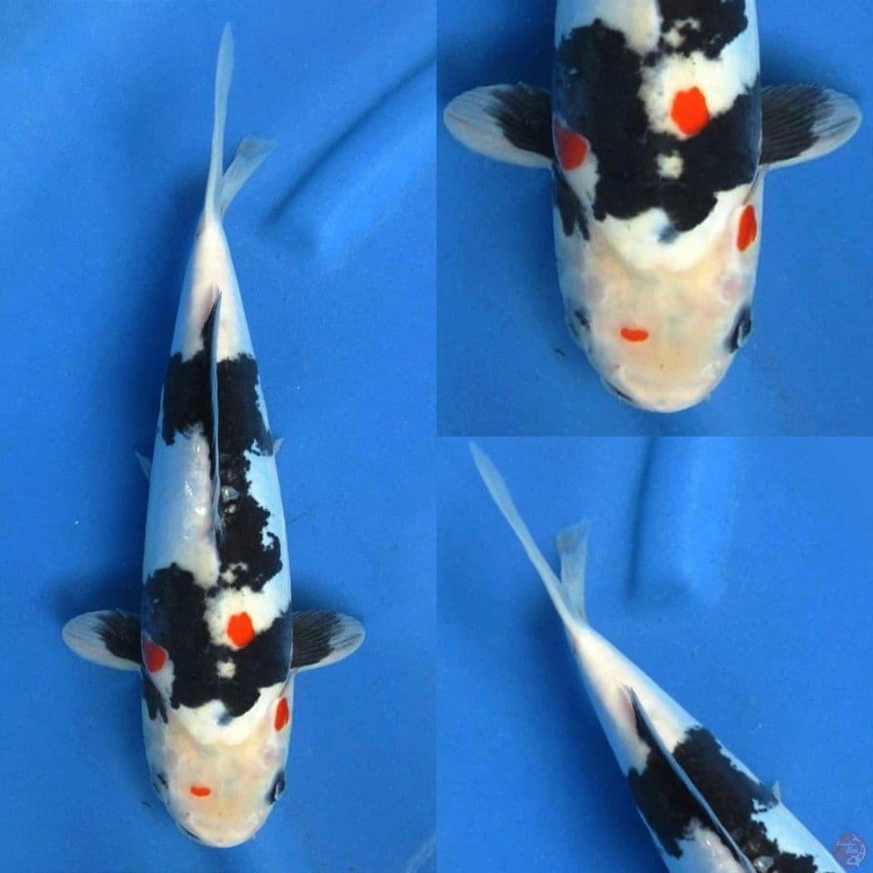 Showa doitsu murni 33cm