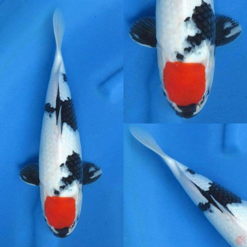 Tancho showa no bocor 34cm