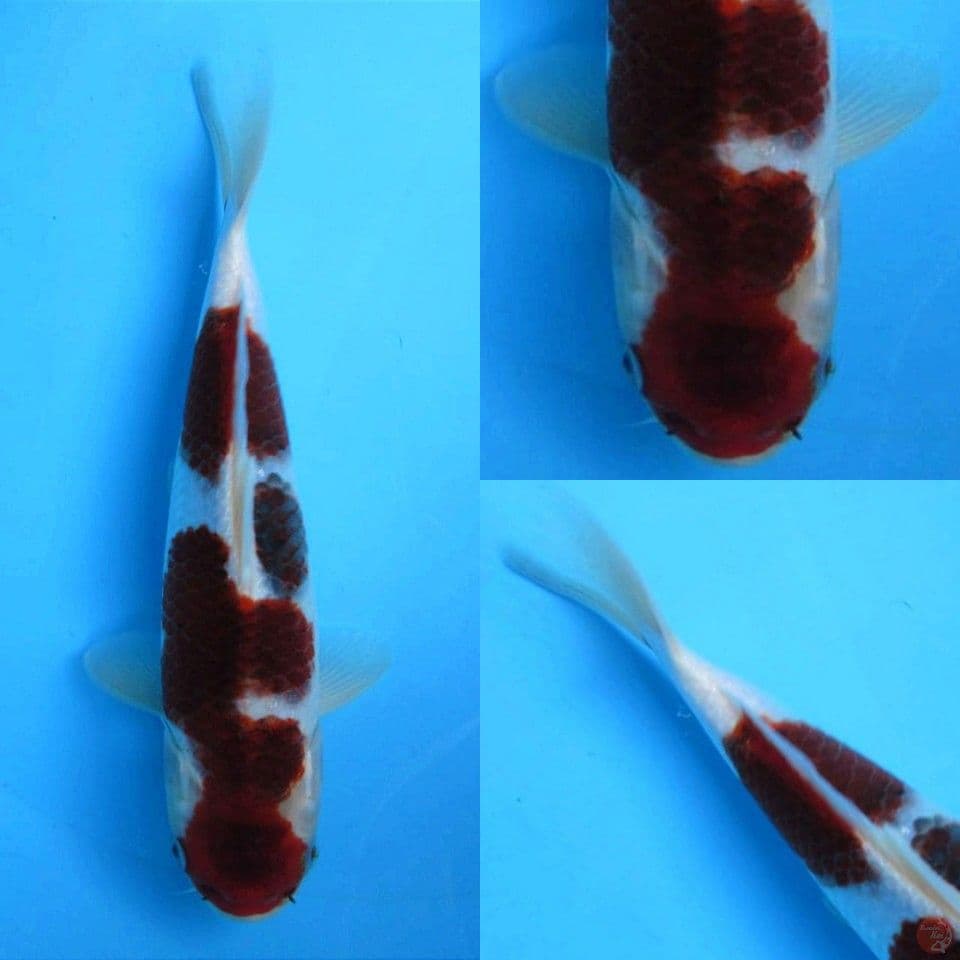 Goromo hq 28cm