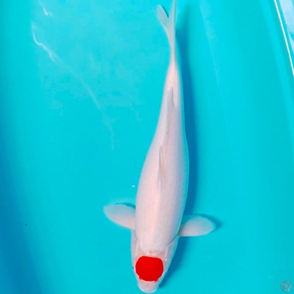 fimale 47cm hualus line akf