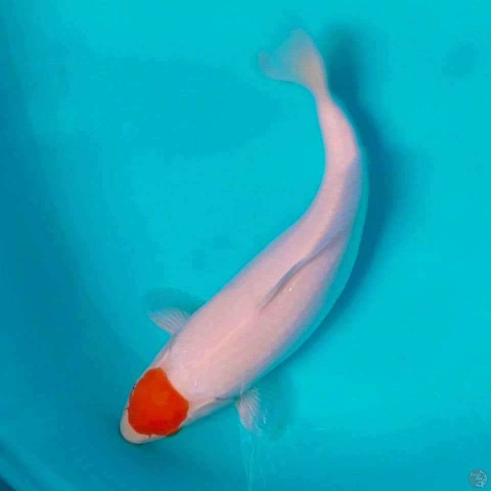 orijinal fimale 35cm line akf