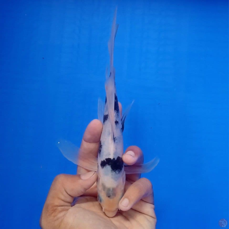 SHIRO KUMPAY 20CM