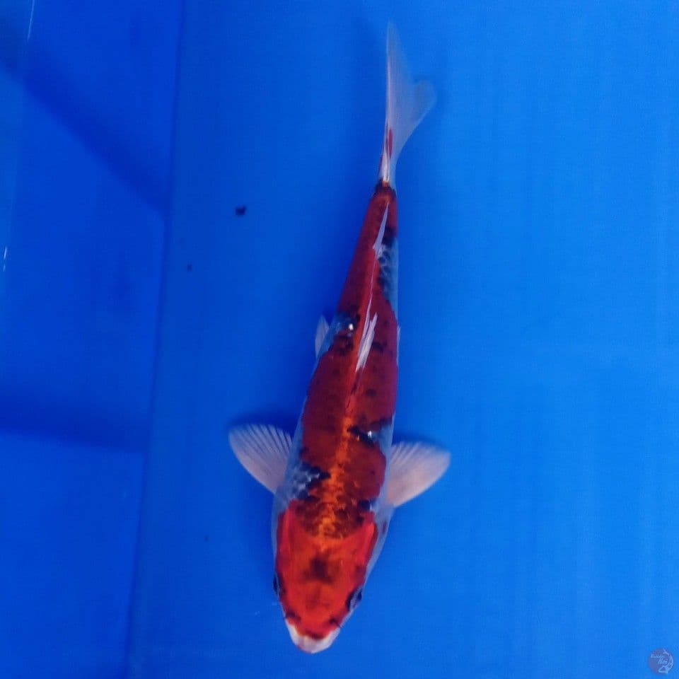 INAZUMA KUJAKU 23CM