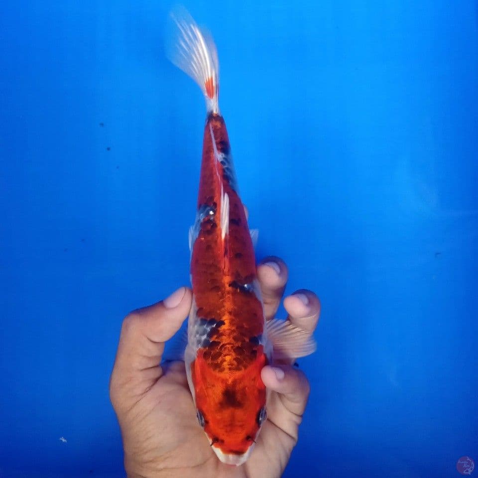 INAZUMA KUJAKU 23CM