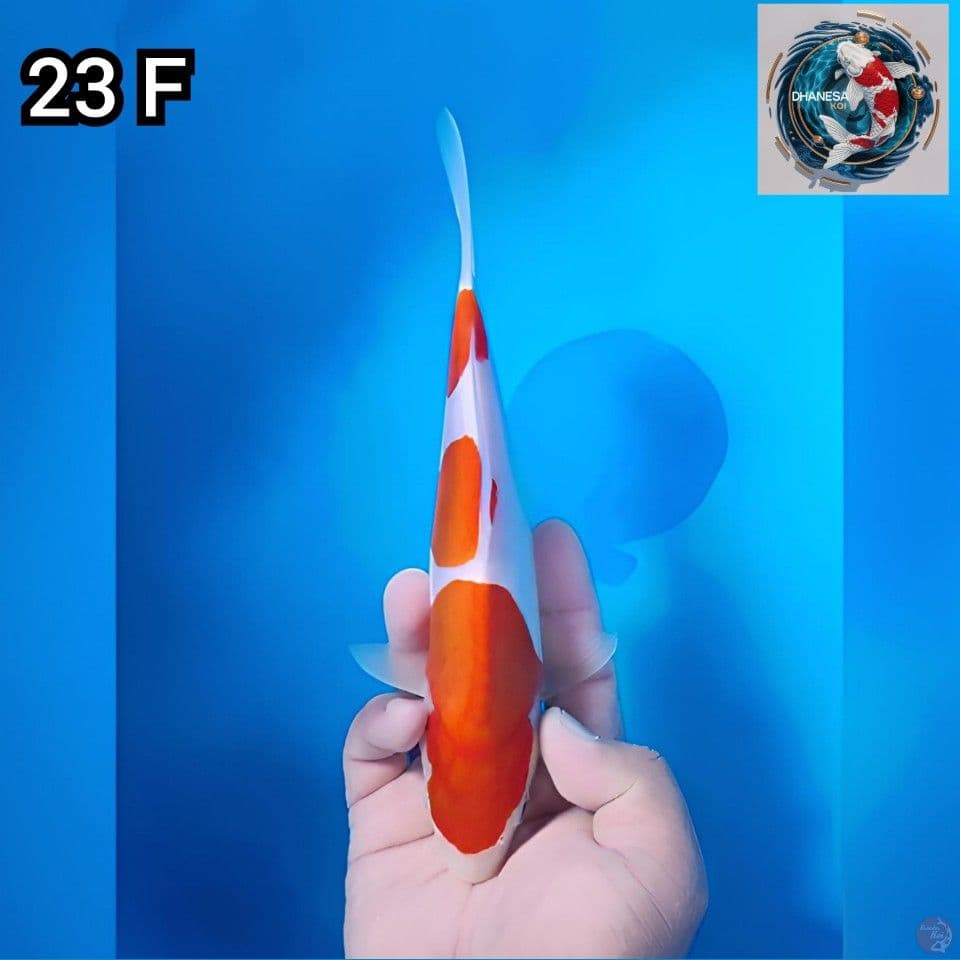 Doitsu Murni 23cm Betina