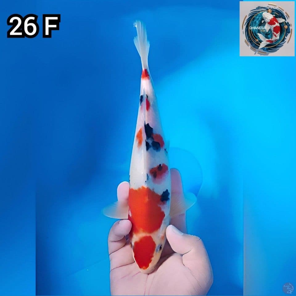 Maruten Sanke Original 26cm Betina