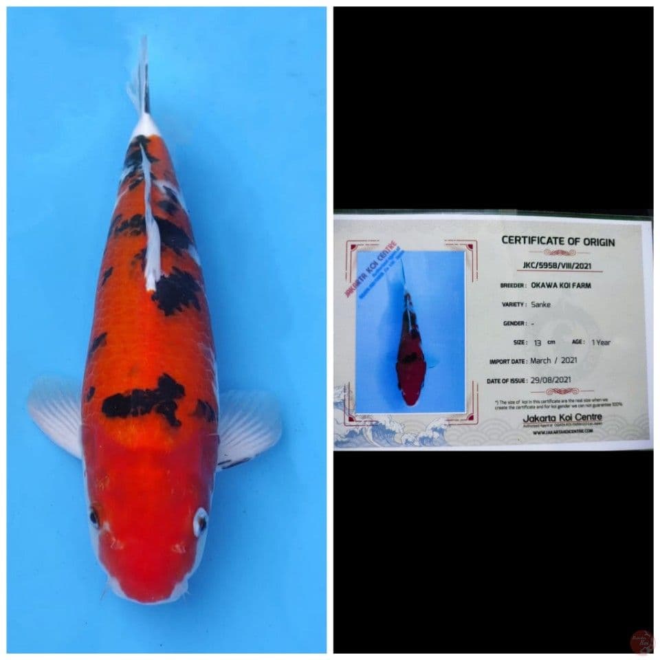 Okawa Sanke