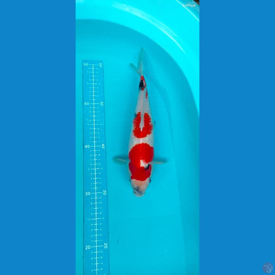 showa 3 step 34cm