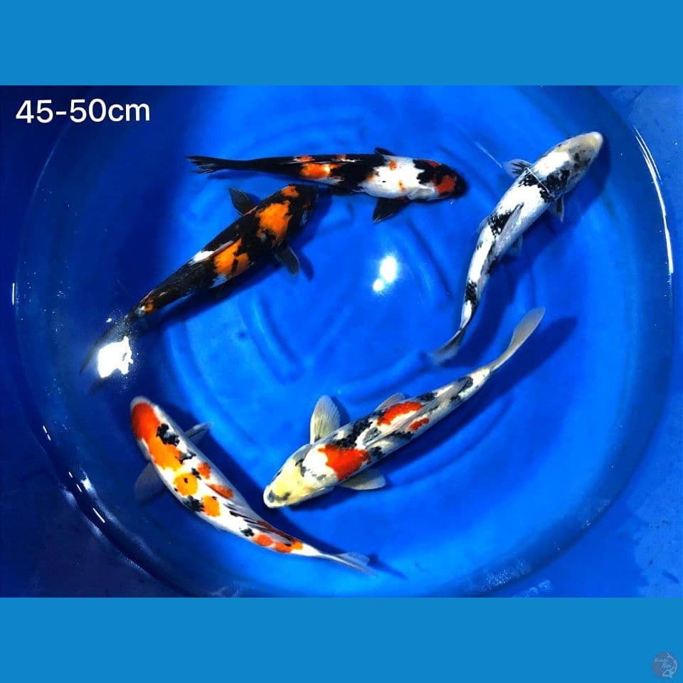 Paket jumbo hemat mix 5 ekor 45-50cm