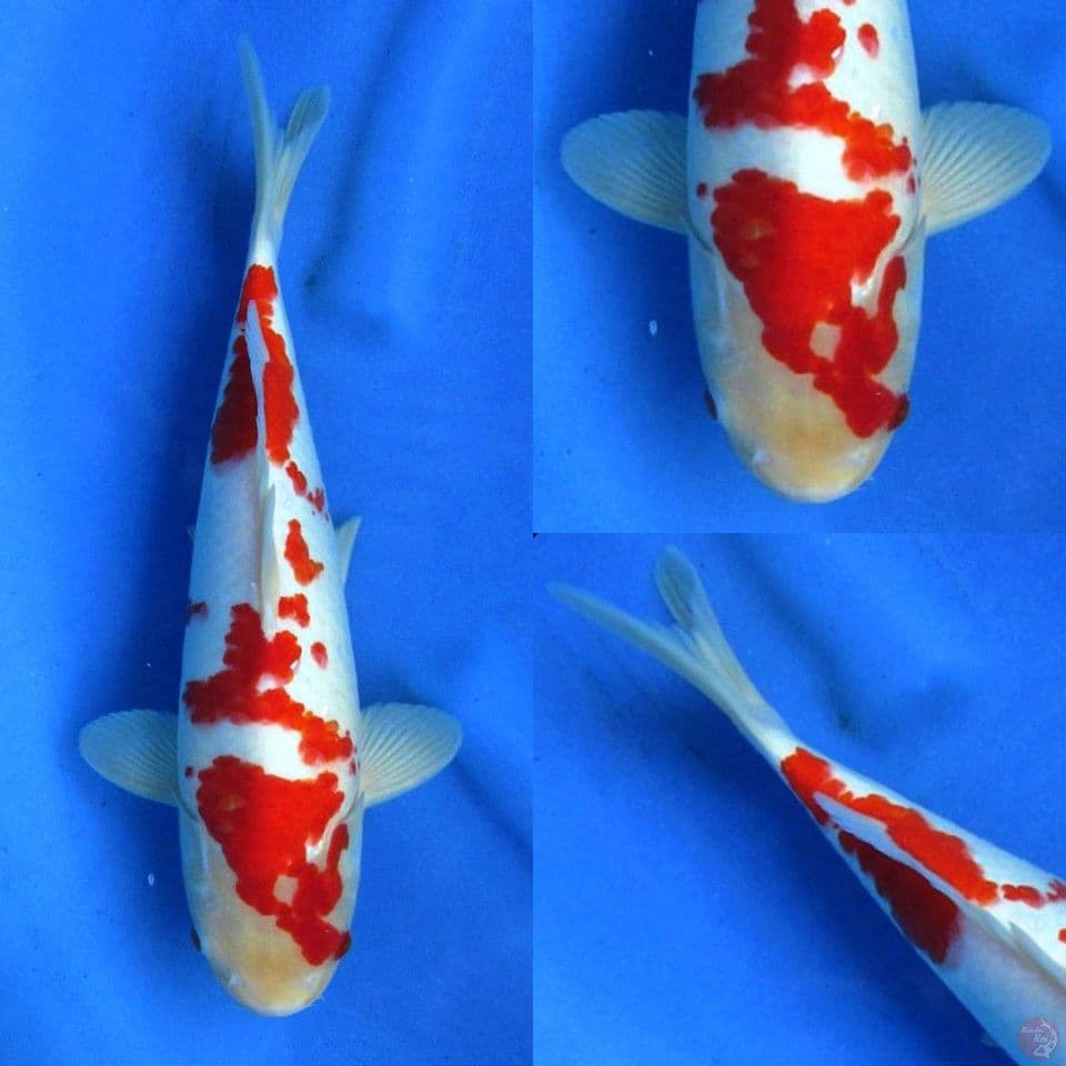 Kohaku sakura 35cm