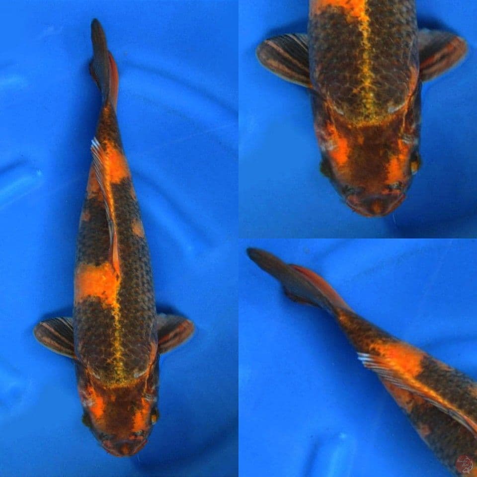 Jumbo kin utsuri 50cm