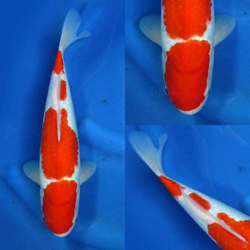 Kohaku Original 35cm