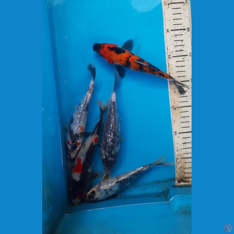 mix