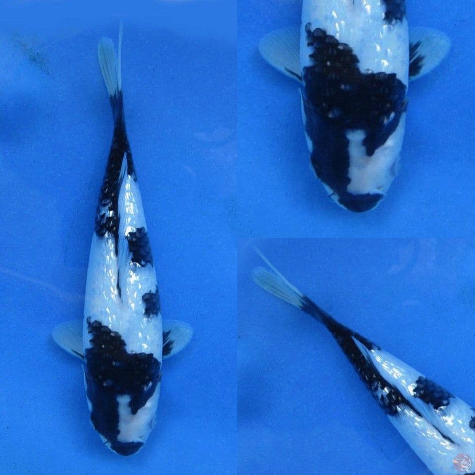 Shiro full ginrin no bocor 22cm