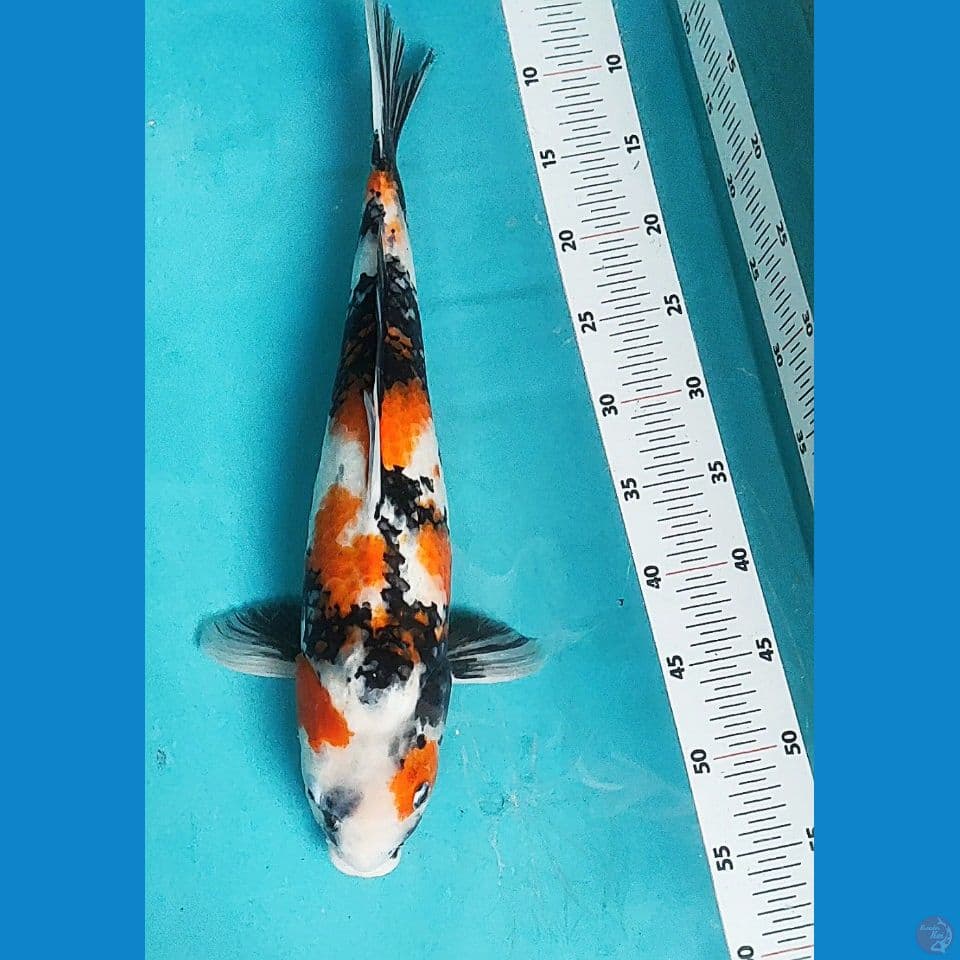 SHOWA 47CM BODY JUMBO /FM
