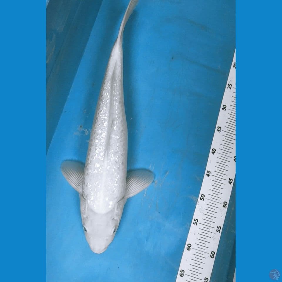 SHIROMUJI 48CM