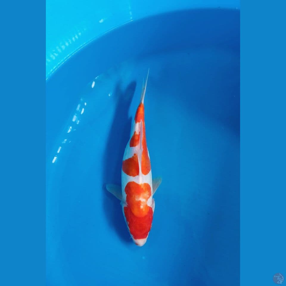doidsu kohaku 27cm