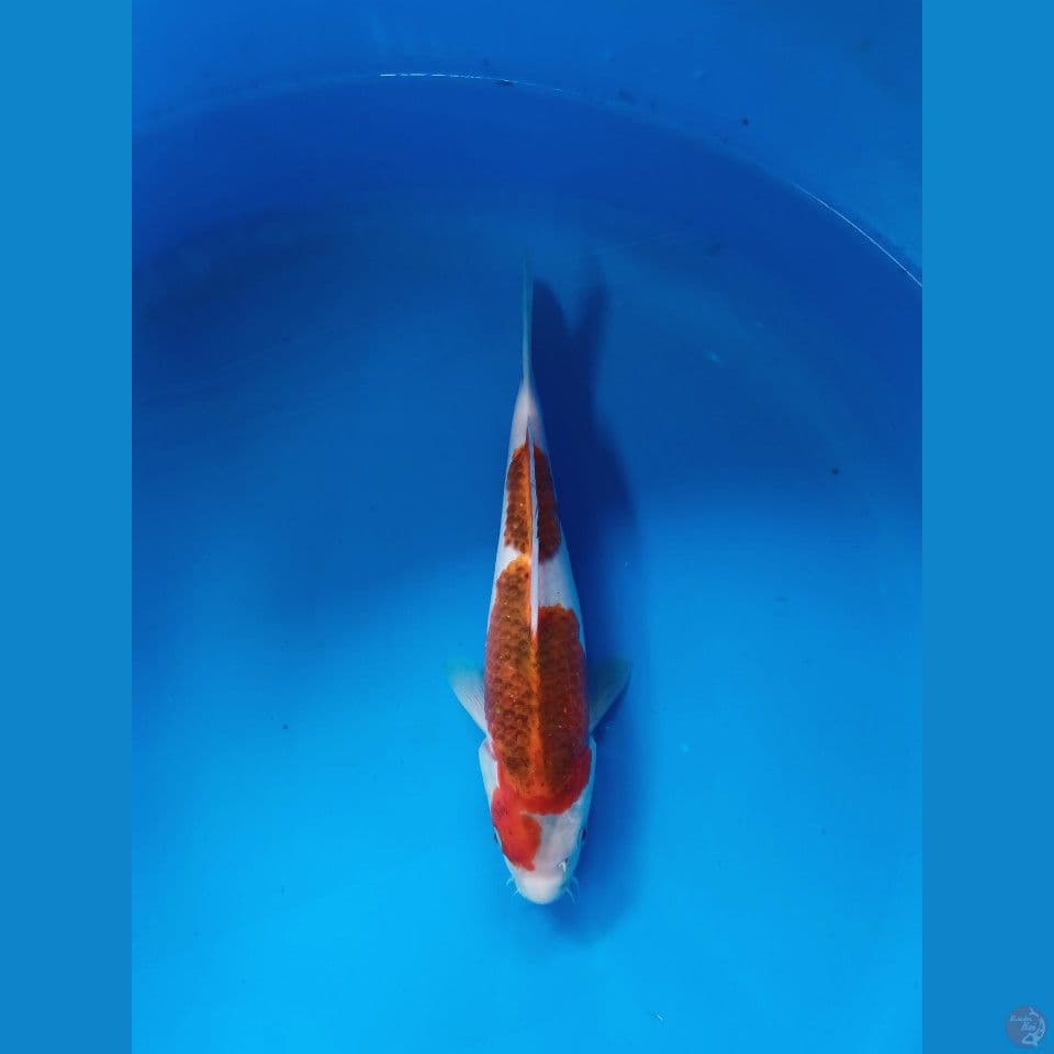 ai koromo original 28cm