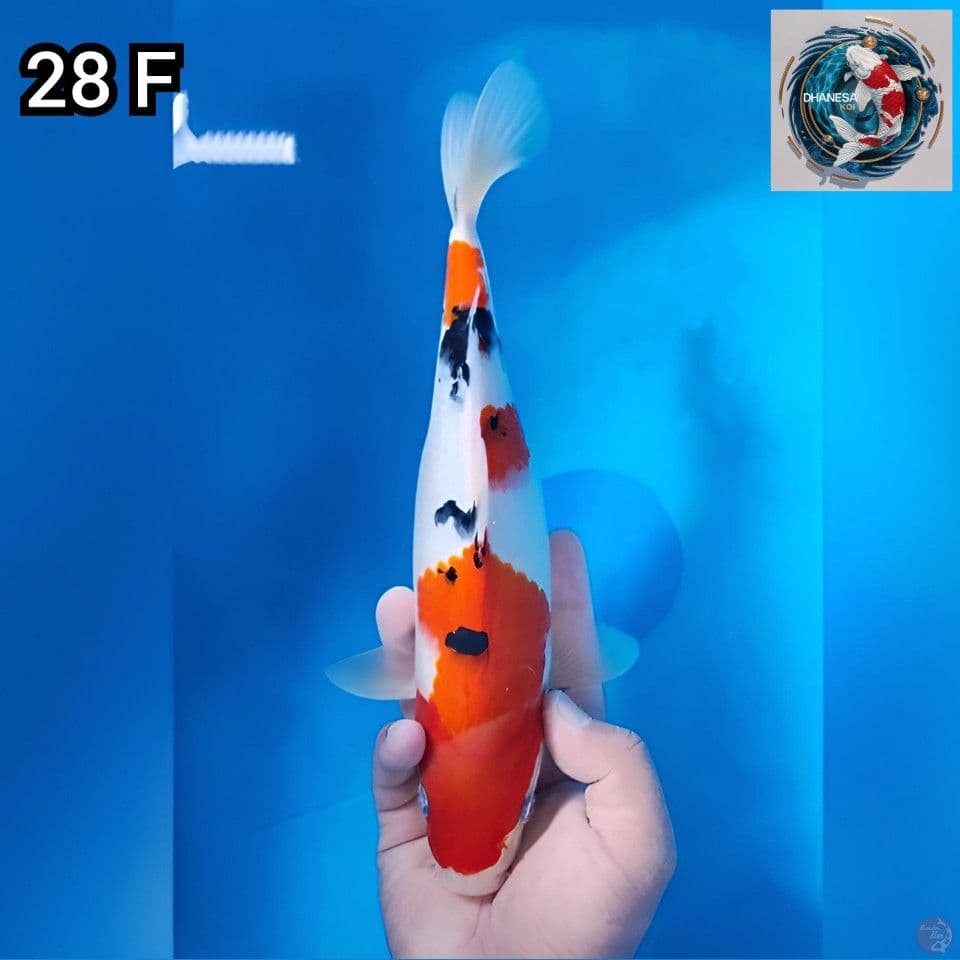 Sanke Original 29cm Betina