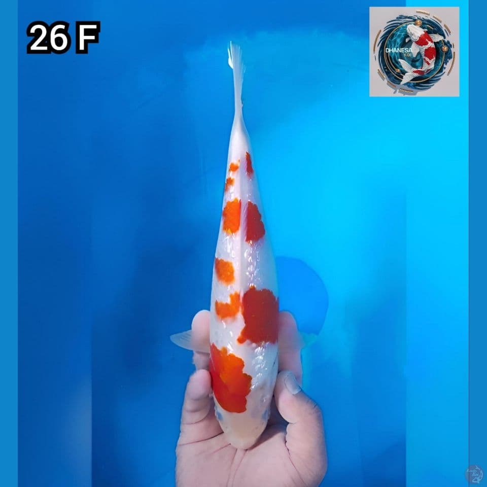 kohaku ginrin step original quality 26cm betina