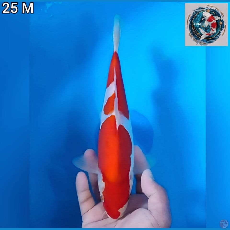 doitsu kohaku murni 25cm jantan