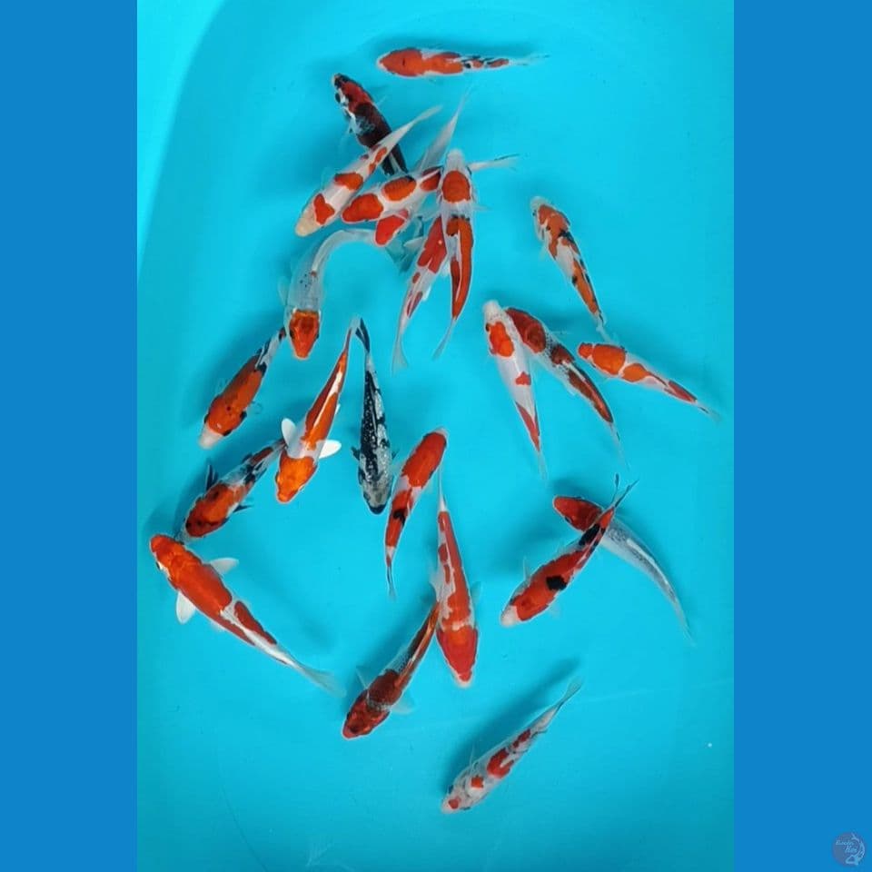 mix 13-17 cm 22 ekor