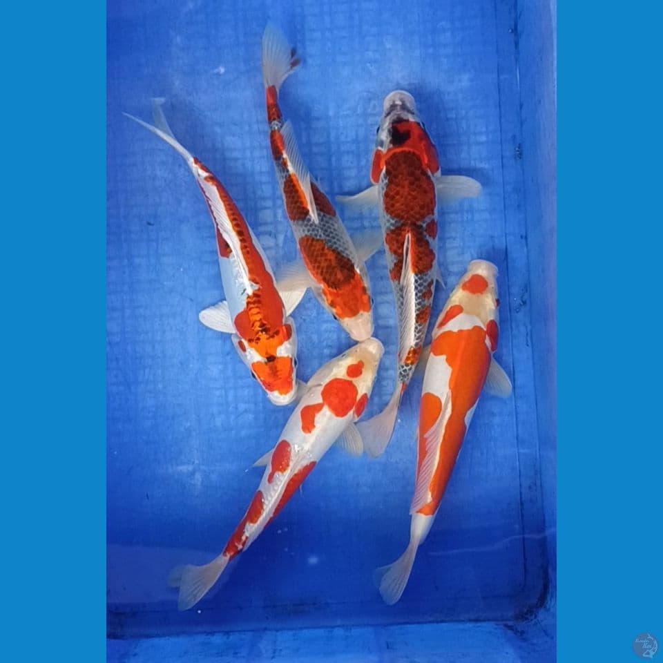 25-29 cm
