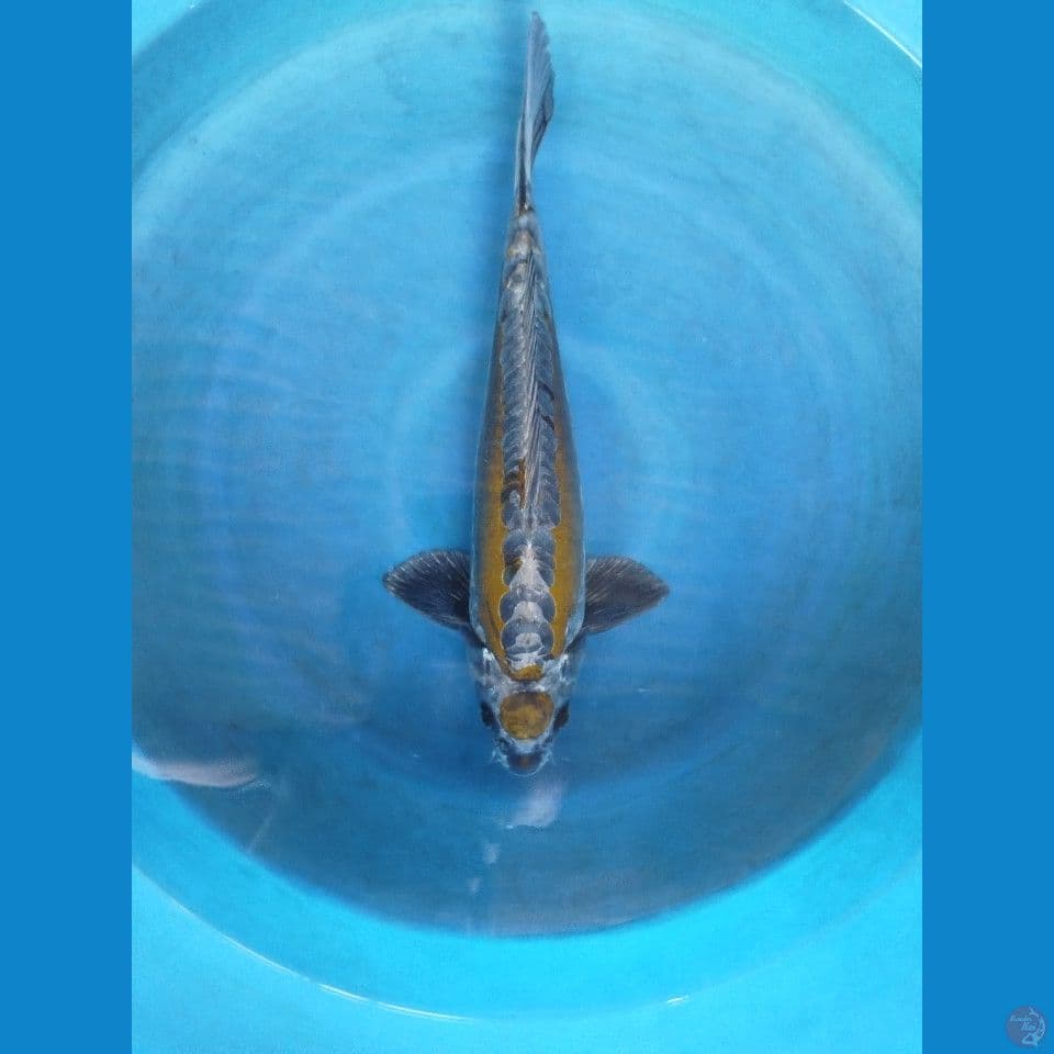 aragoke size 44cm jantan