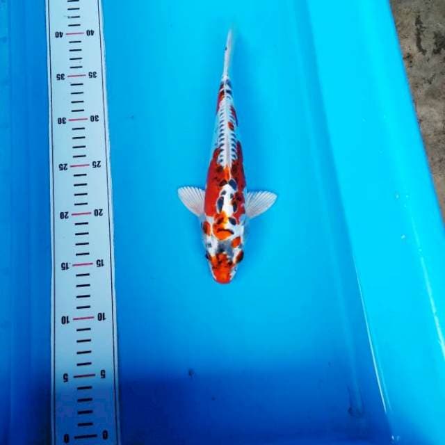 BENIKIKO ANTIK