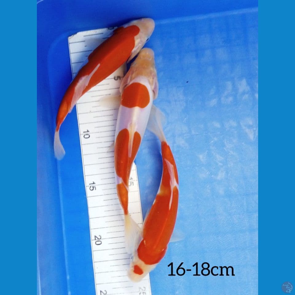 16-18 KOHAKU DOIT ORI STRONG