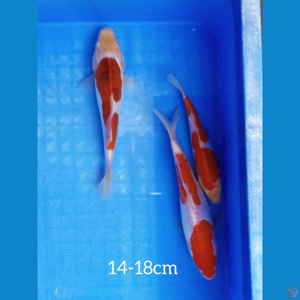14-18 KOHAKU DOIT ORIGINAL