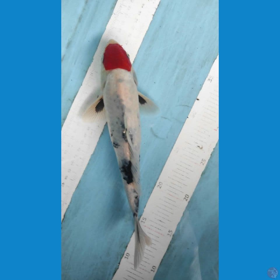 tancho showa 26cm