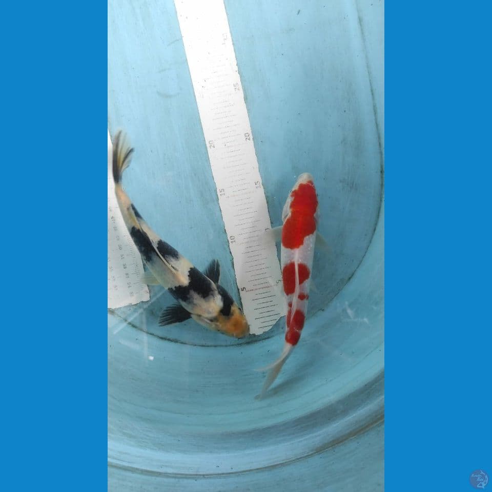 23-25cm kohaku shiro