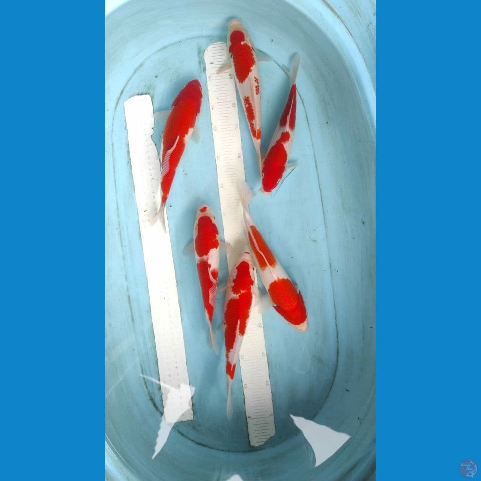 kohaku 25-28cm 6 ekor