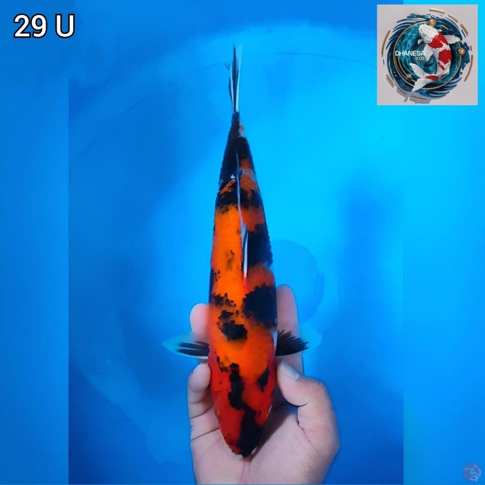 Hi Showa Motogoro 29cm Uncheck