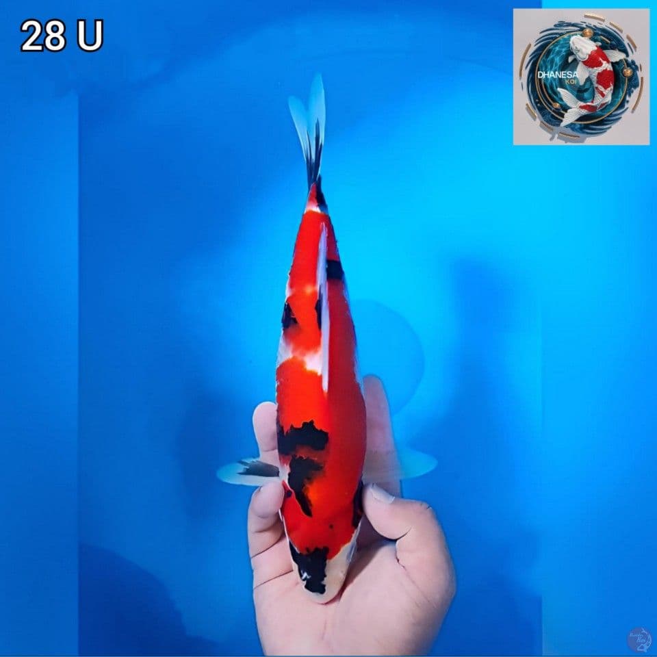 Hi Showa Original Merah Strong 28cm Uncheck