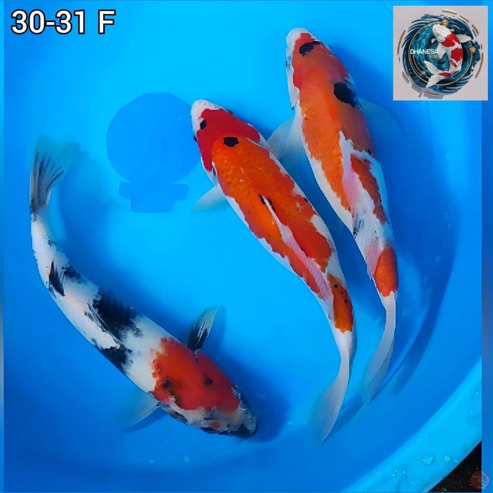 Showa 3 Ekor Original 30-31cm Jantan